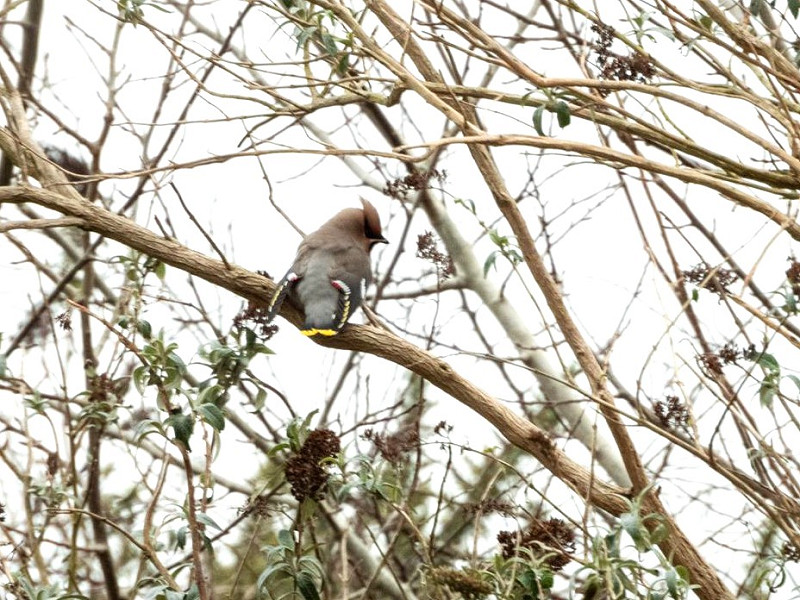 Waxwing - Charlotte Foote.