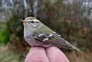 Yellow-browed Warbler - Charlotte Foote.