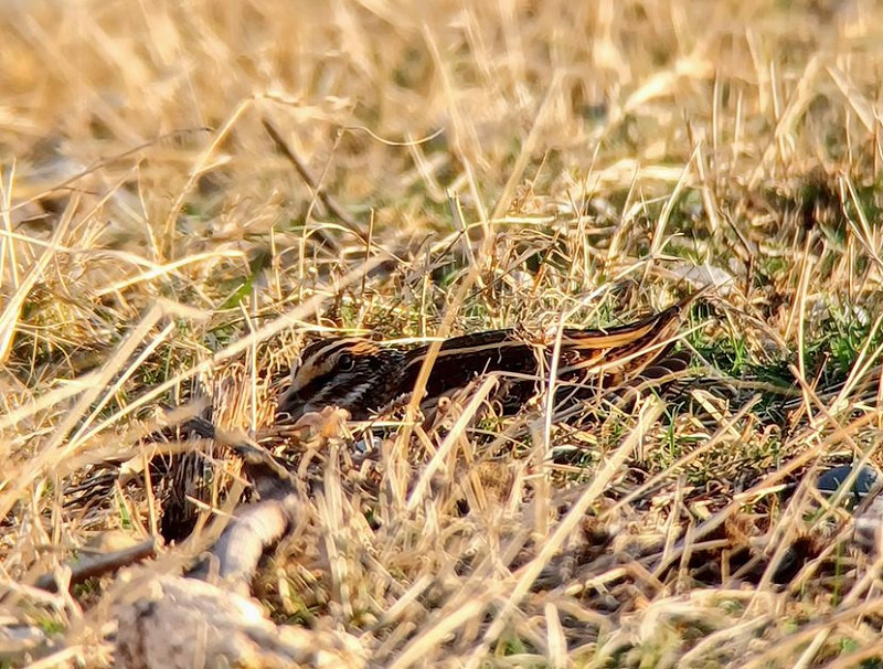 Jack Snipe - Charlotte Foote.