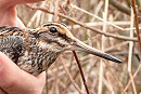 Jack Snipe - Charlotte Foote.