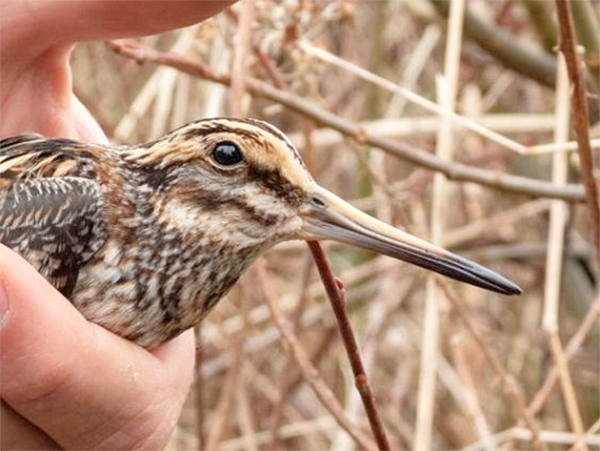 Jack Snipe - Charlotte Foote.