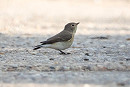 Red-breasted Flycatcher - Charlotte Foote.