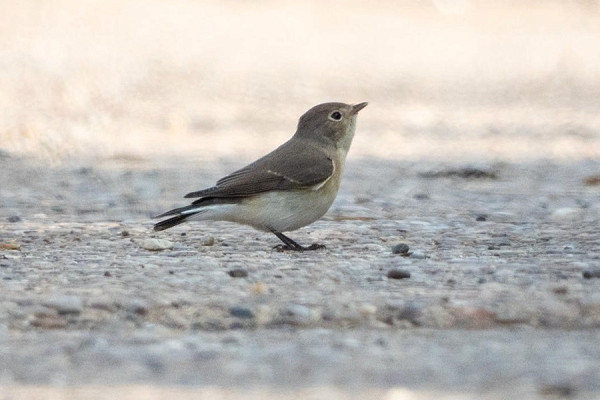 Red-breasted Flycatcher - Charlotte Foote.