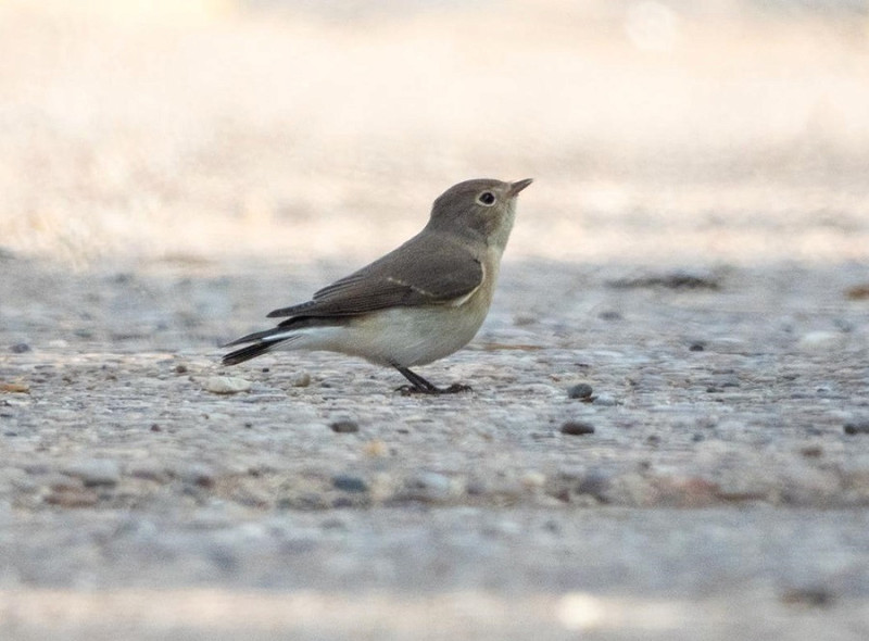 Red-breasted Flycatcher - Charlotte Foote.