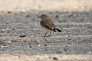 Red-breasted Flycatcher - Charlotte Foote.