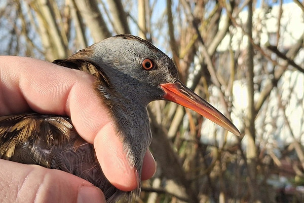 Bird sightings Monday, 08 December 2025