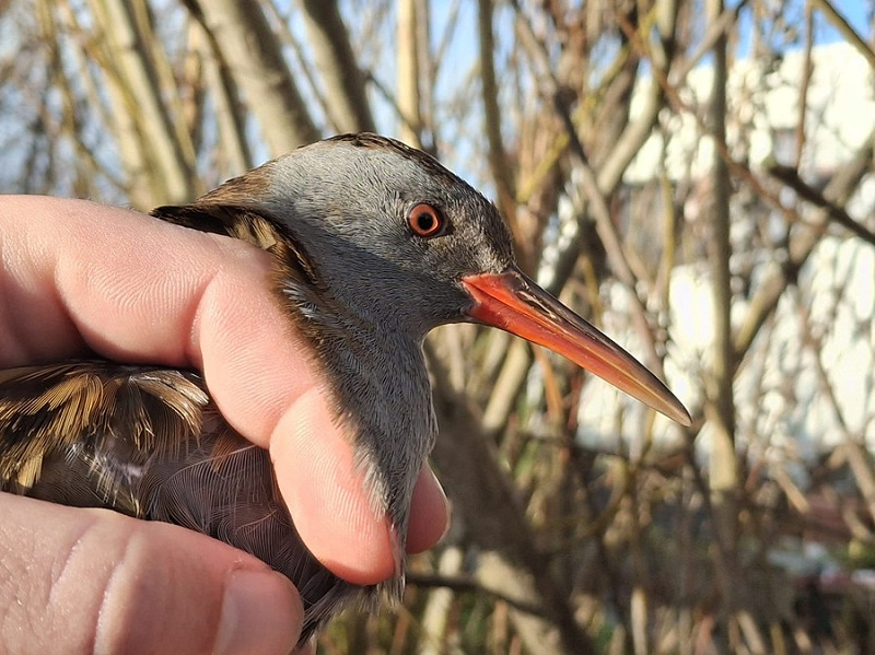 Water Rail - Charlotte Foote. This re-trap was previously ringed in January 2024.