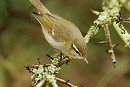 Arctic Warbler - Chris Galvin.