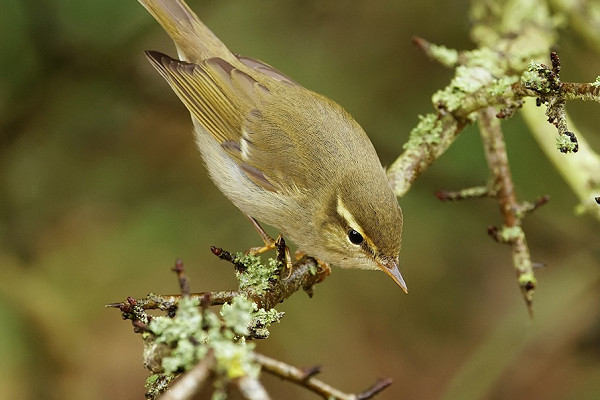 Arctic Warbler - Chris Galvin.