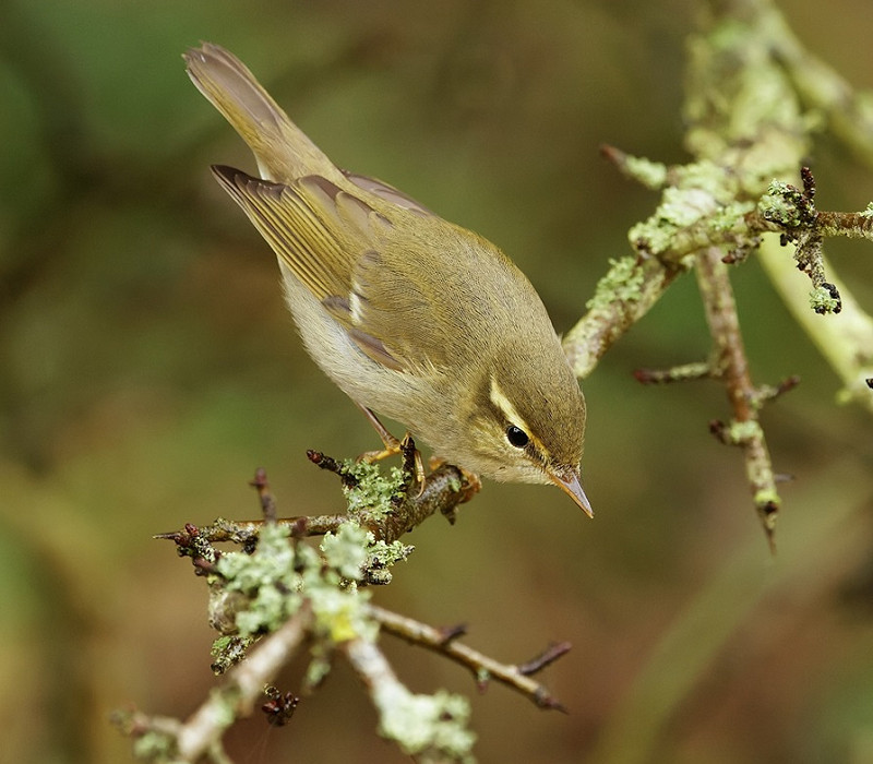 Arctic Warbler - Chris Galvin.