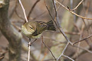 Chiffchaff - Harry Appleyard. The odd bird has been seem away from the wintering area of the sewage works hinting at some early passage migrants.