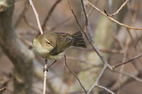 Chiffchaff - Harry Appleyard. The odd bird has been seem away from the wintering area of the sewage works hinting at some early passage migrants.