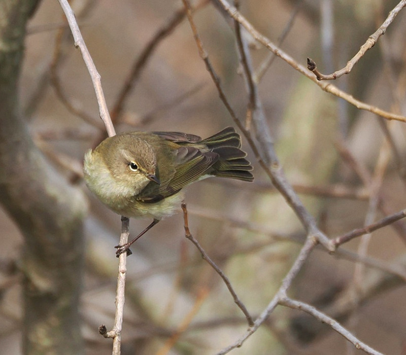 Chiffchaff - Harry Appleyard. The odd bird has been seem away from the wintering area of the sewage works hinting at some early passage migrants.