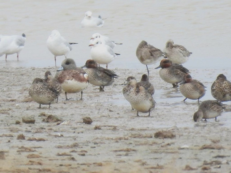 American Wigeon with Teal - Chris Vaghela