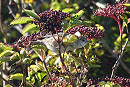 Barred Warbler - Chris Vaghella.