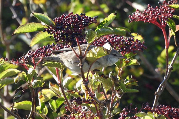 Bird sightings Monday, 06 October 2025