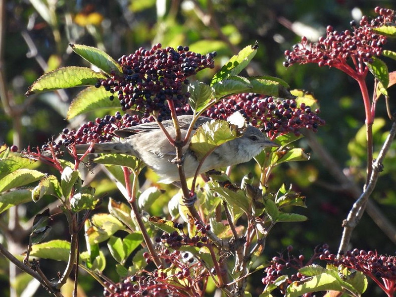 Barred Warbler - Chris Vaghella.