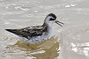 Red-necked Phalarope - Chris Willams