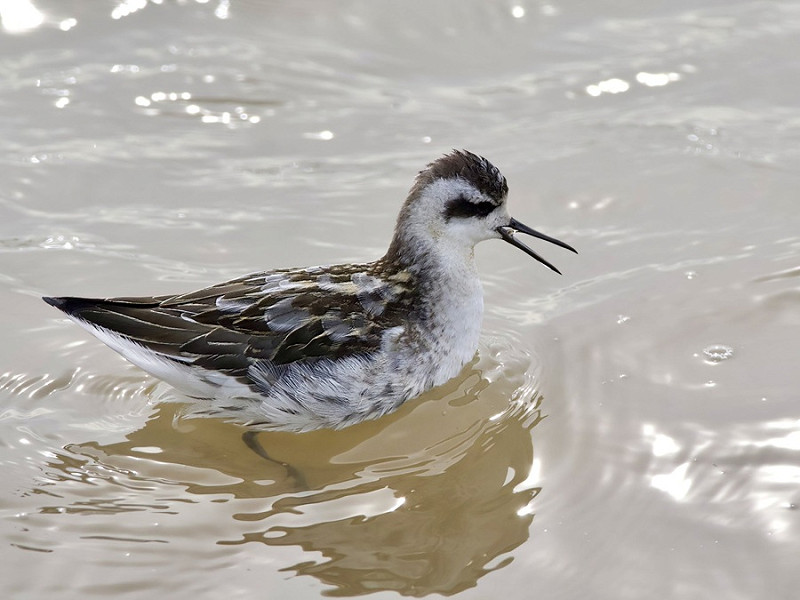 Red-necked Phalarope - Chris Willams