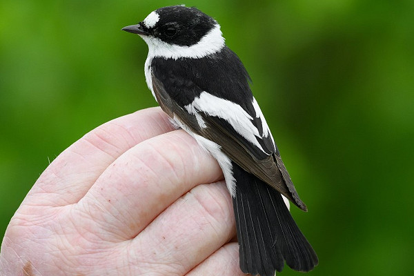 Collared Flycatcher - Thomas Willoughby.