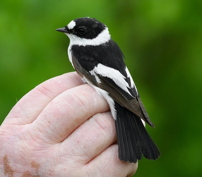 Collared Flycatcher - Thomas Willoughby.