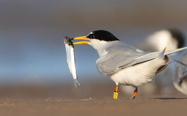 Urgent appeal launched to save the Beacon Ponds Little Tern Project in 2026