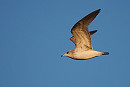 Common Gull - Harry Appleyard.