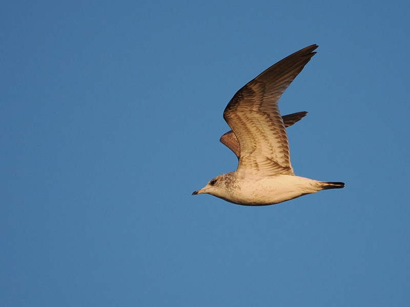 Common Gull - Harry Appleyard.