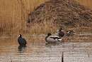 Coot with Mallard on canal scrape - Harry Appleyard.