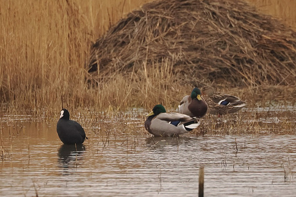 Coot with Mallard on canal scrape - Harry Appleyard.