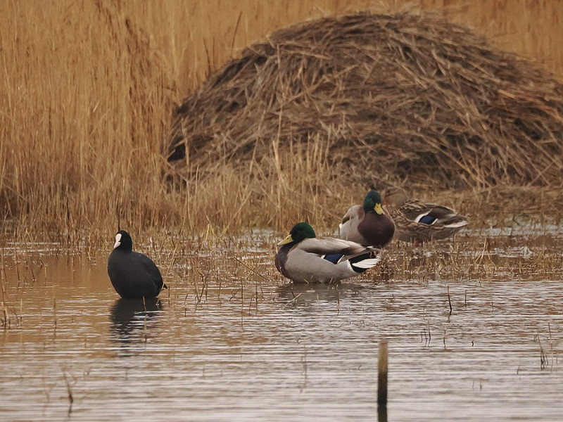 Coot with Mallard on canal scrape - Harry Appleyard.