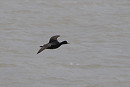 Common Scoter - Harry Appleyard.