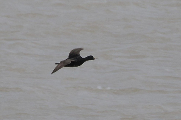 Bird sightings Monday, 06 April 2026