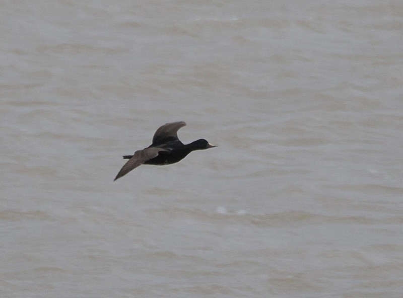 Common Scoter - Harry Appleyard.
