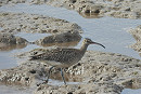 Whimbrel - Chris Vaghella.