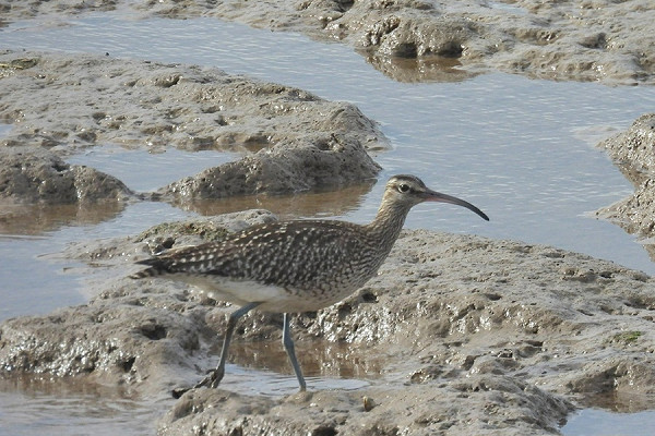 Bird sightings Friday, 03 October 2025