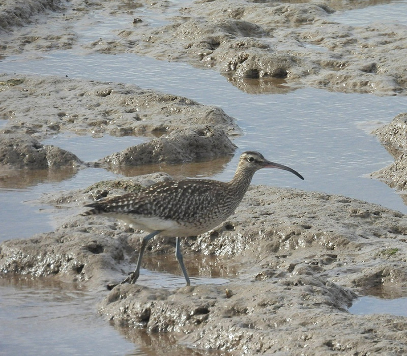 Whimbrel - Chris Vaghella.