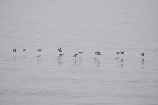 Bird sightings Friday, 27 February 2026