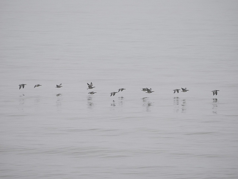 Barnacle geese - Harry Appleyard.