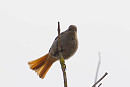 Black Redstart - Jack Petit.