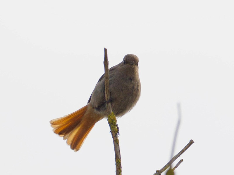 Black Redstart - Jack Petit.