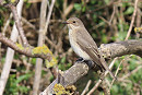 Spotted Flycatcher - Joe Eckersley.