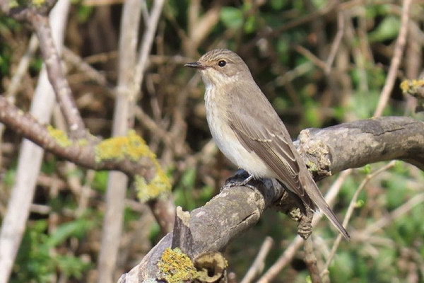 Bird sightings Wednesday, 09 September 2026