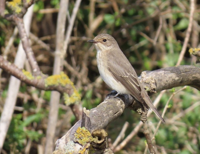 Spotted Flycatcher - Joe Eckersley.