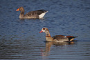Egyptian Goose with Greylag - Harry Appleyard.
