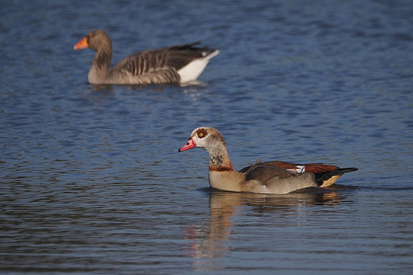 Bird sightings Saturday, 07 March 2026