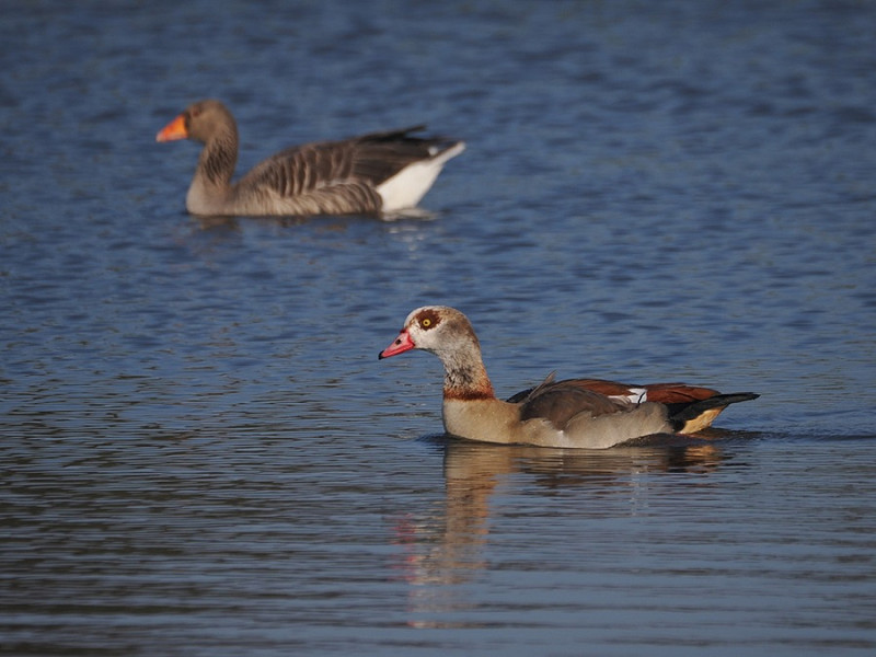 Egyptian Goose with Greylag - Harry Appleyard.