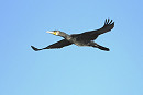 Cormorant - Hazel Wiseman.