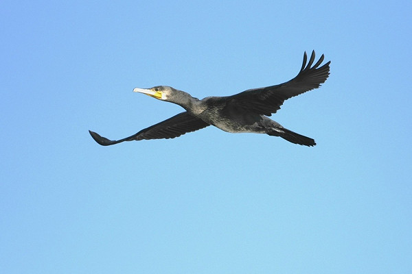 Bird sightings Wednesday, 05 August 2026