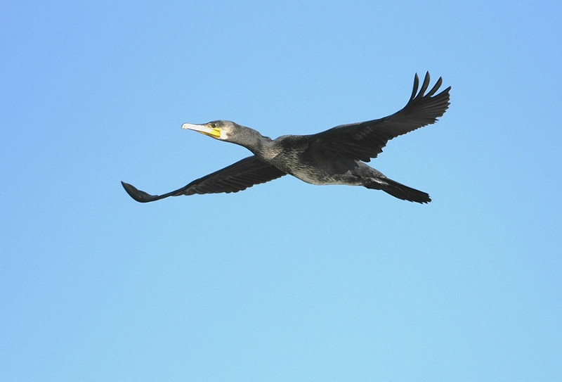 Cormorant - Hazel Wiseman.